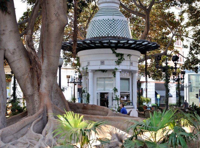 Portal de Elche, tomarse un café rodeado de ficus centenarios Centennial Arbol 
