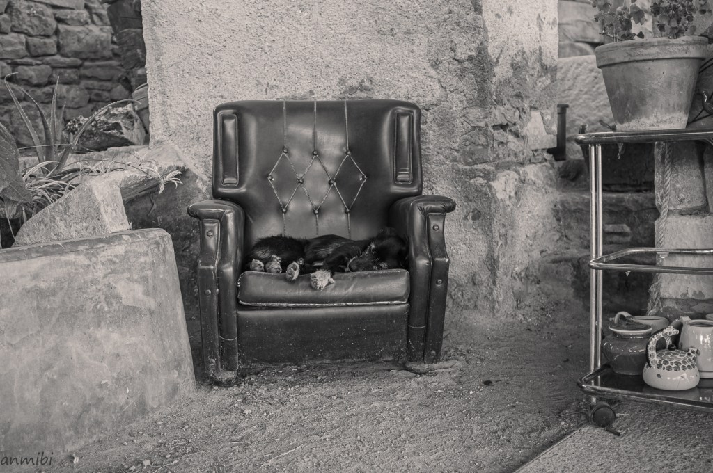 Siesta canina/Dog nap