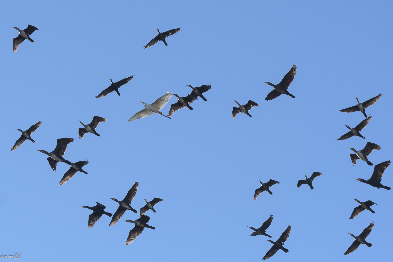 Todos vuelan/Everyone flies
