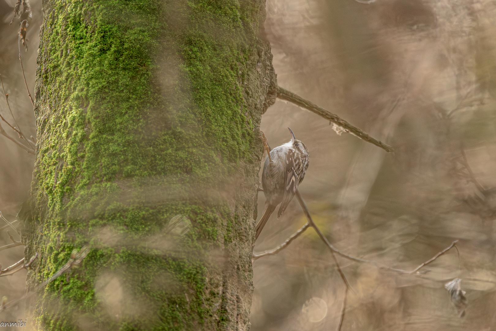 Los duendes del bosque/The forest sprites