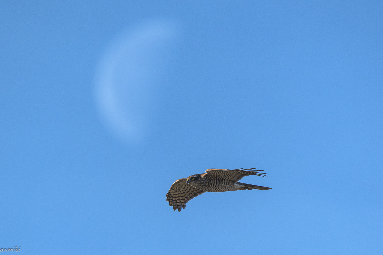 Viaje a la Luna/Journey to the Moon