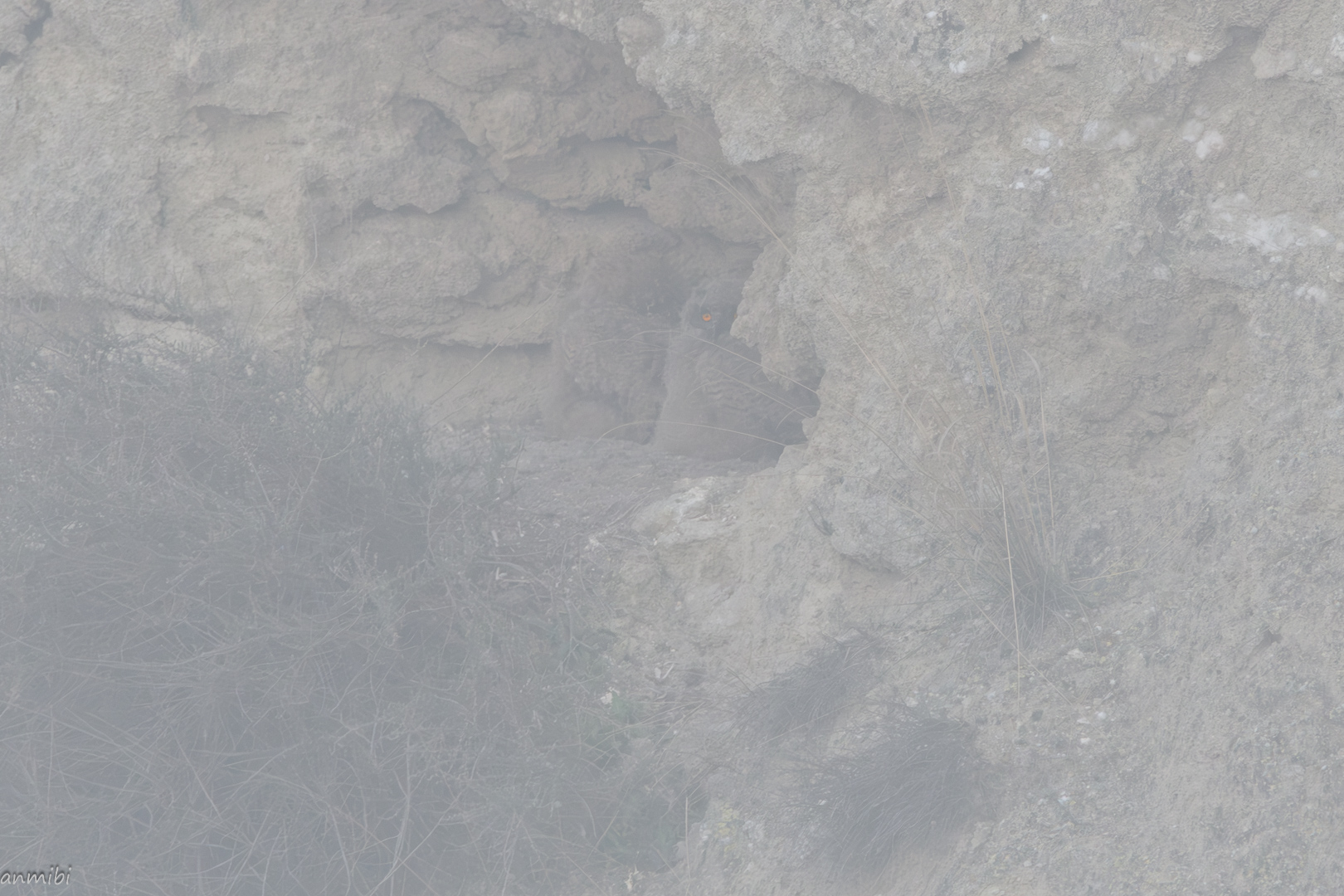 Ojos que atraviesan la niebla/Eyes that pierce through the mist