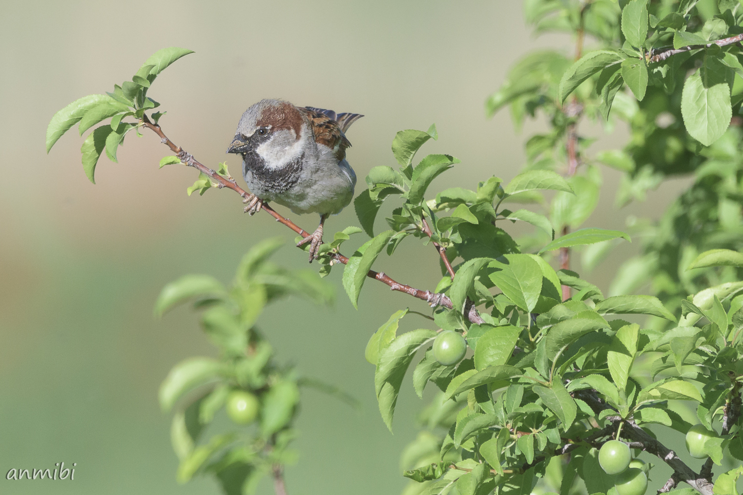 Día Mundial del Gorrión -World Sparrow Day