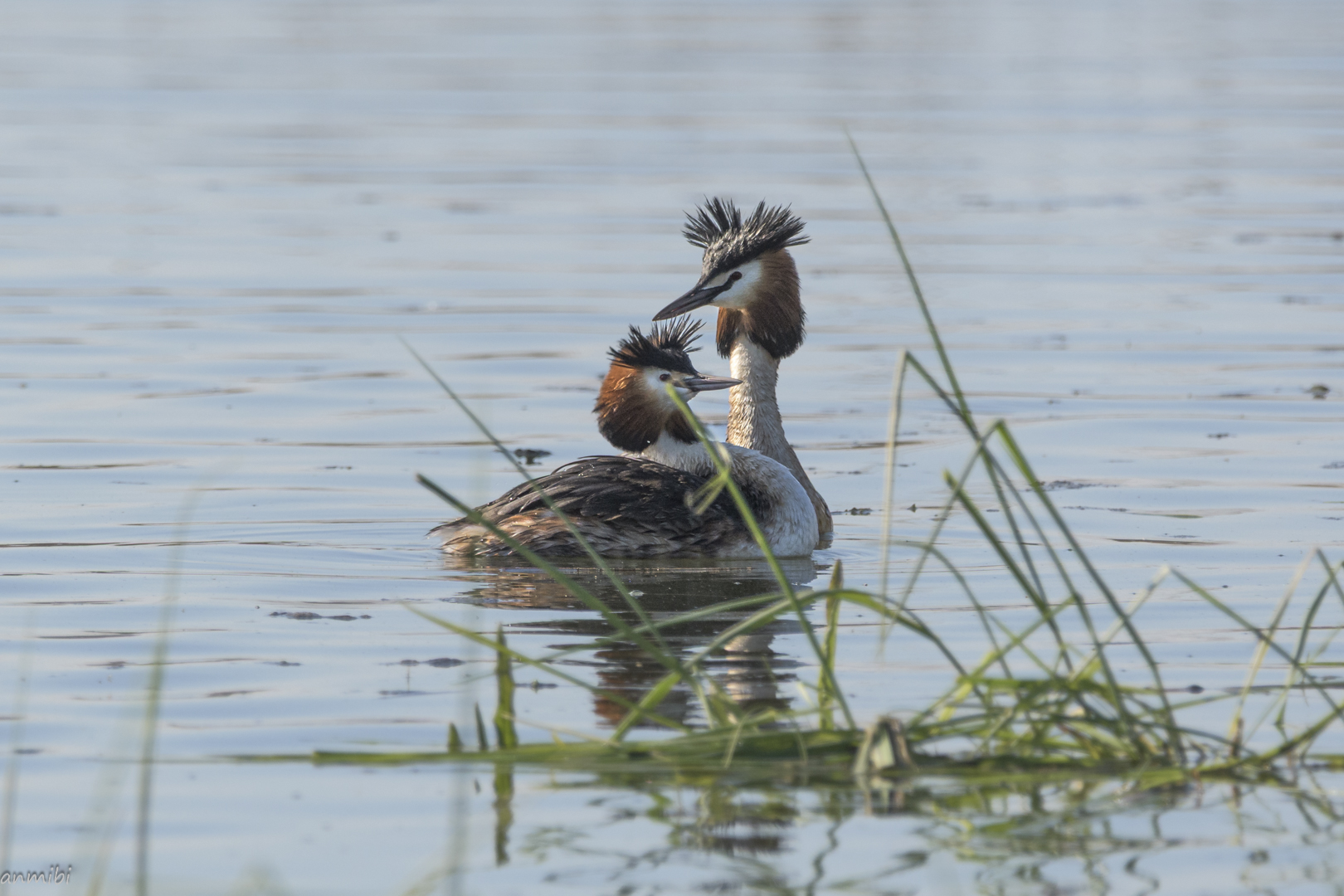 Somormujo lavanco/ Great Crested Grebe