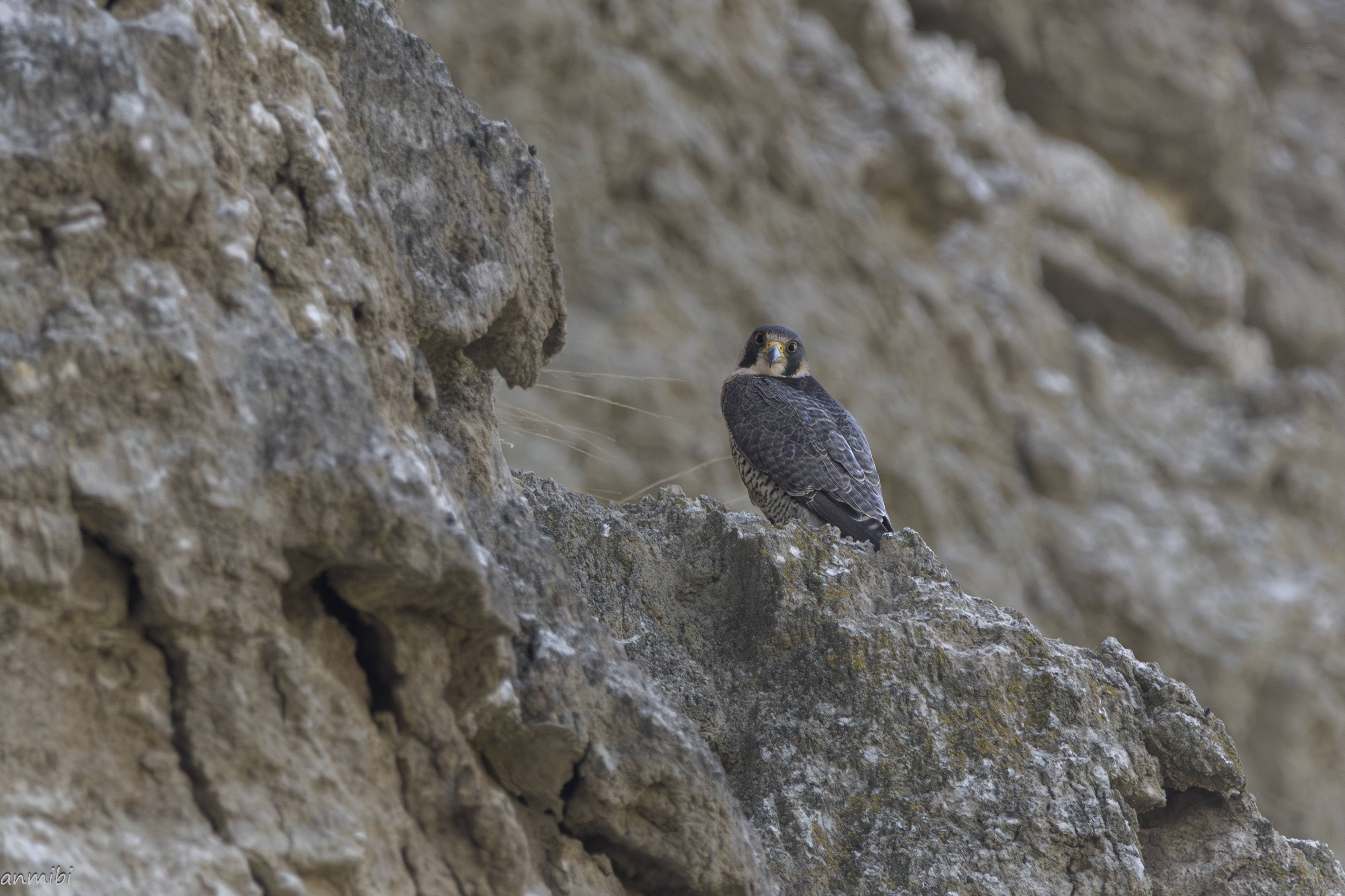 Halcón peregrino/Falco peregrinus