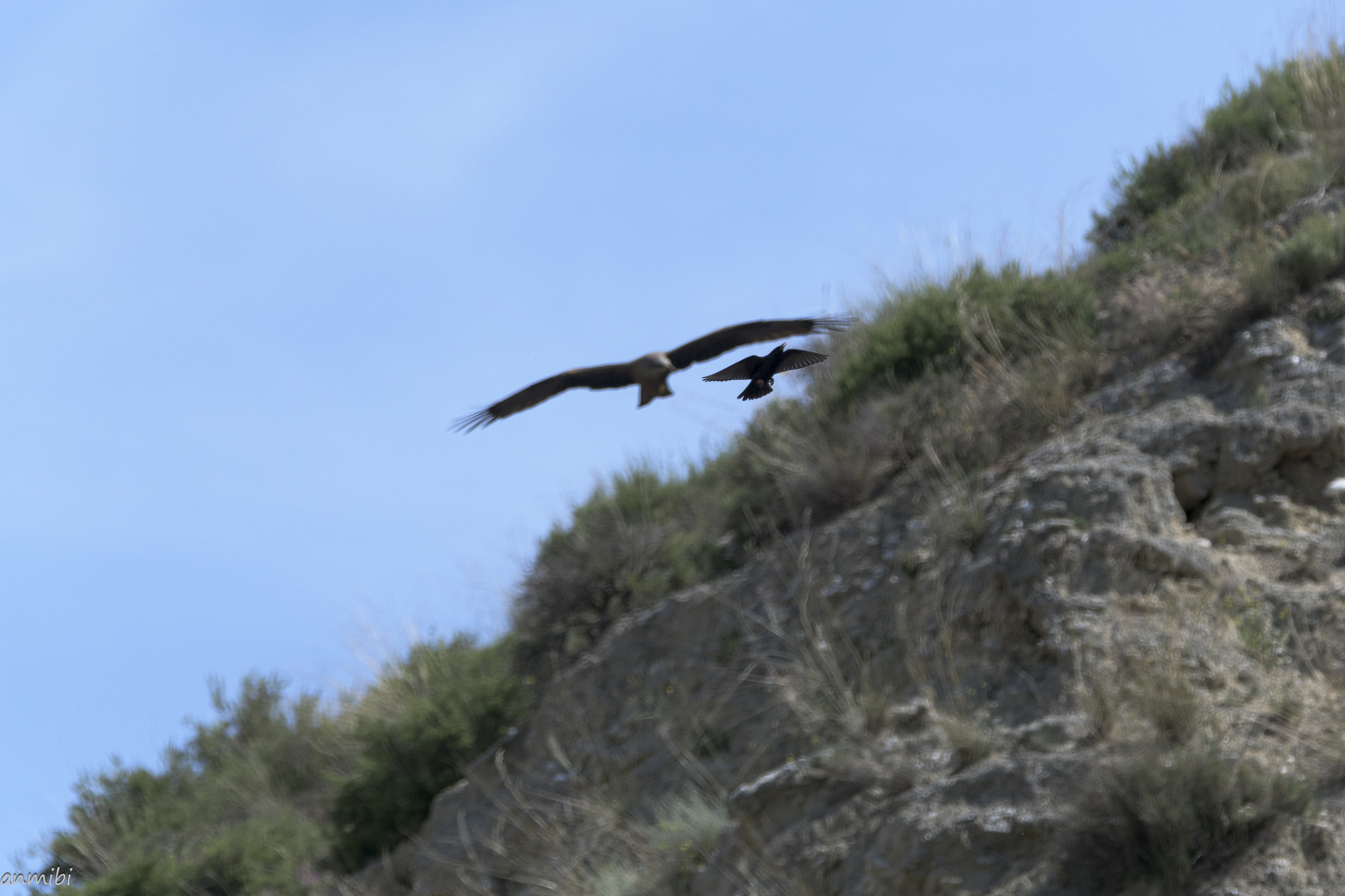 Alas, para que os quiero¡¡/Flap your wings quickly¡¡