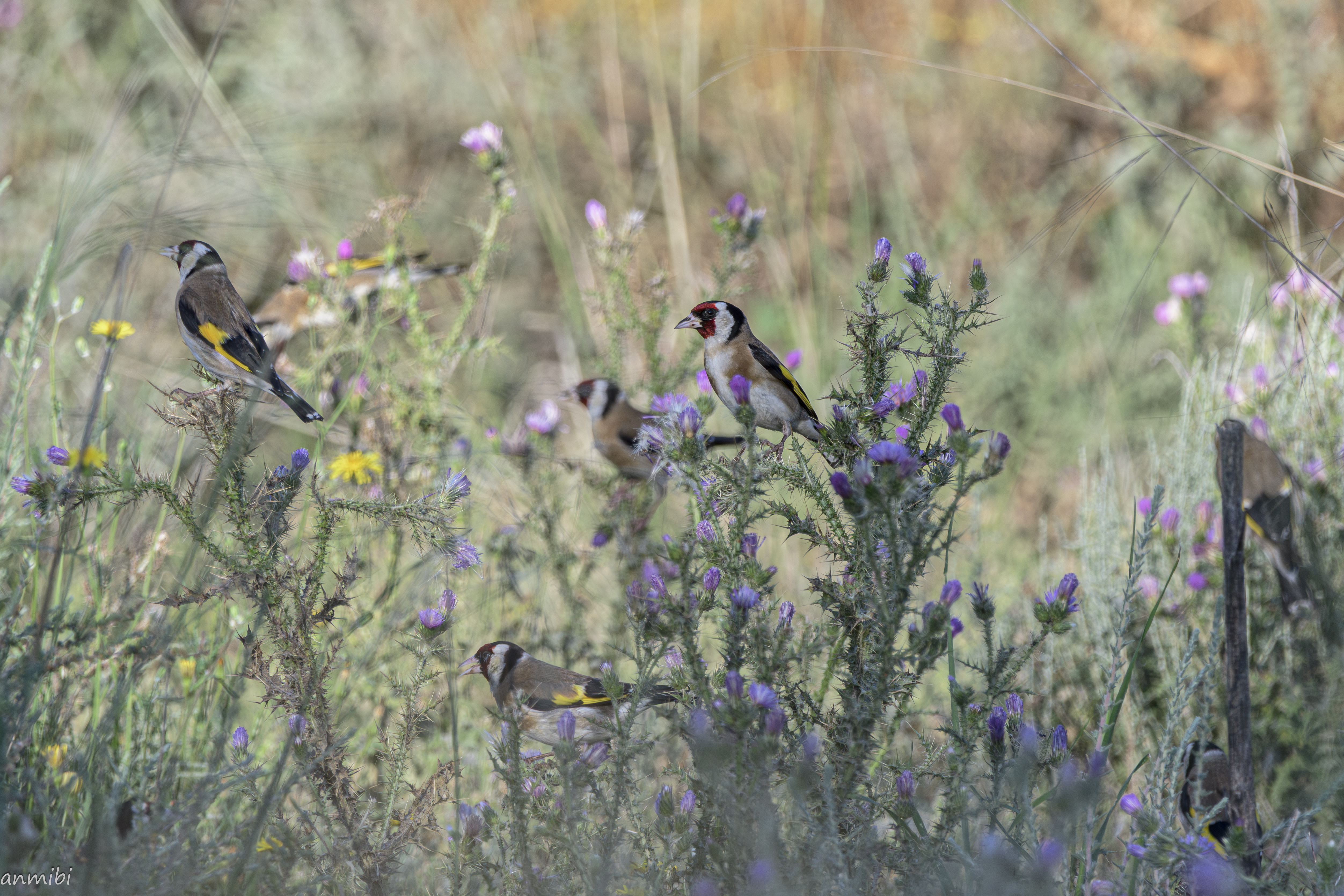 Primavera en la estepa/Spring on the steppe
